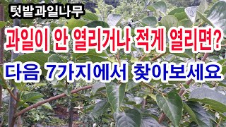 텃밭과일나무 재배. 과일이 안 열리거나 적게 열리면 다음 7가지 중에서 찾아보세요(