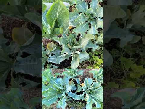 カリフラワー 植物