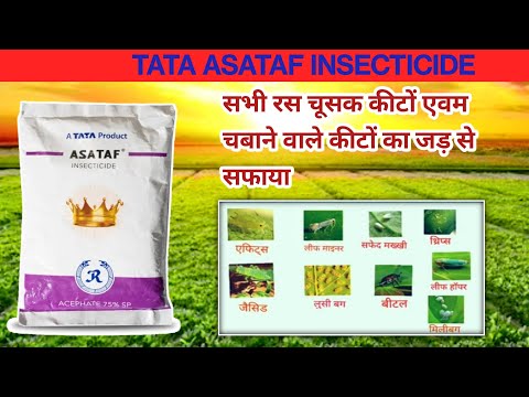 Liquid Tata Rallis Insecticide Asataf, 1 L