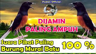 Download lagu SUARA PANCINGAN PIKAT BURUNG MURAI BATU PALING AMPUH DAN JERNIH - UNTUK PEMIKAT HANDAL mp3