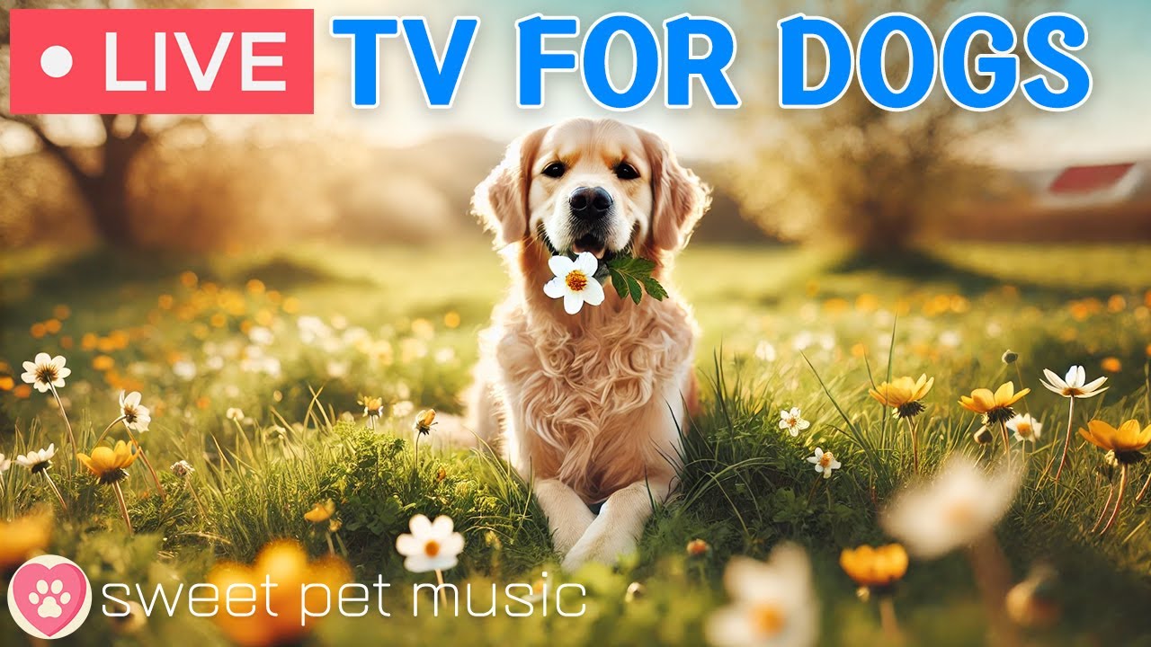 🔴24 Hours of Dog TV🎵🐶Anti-Anxiety Relaxing Music & Engaging Videos for Dogs🐶💕 Music for a Lonely Dog