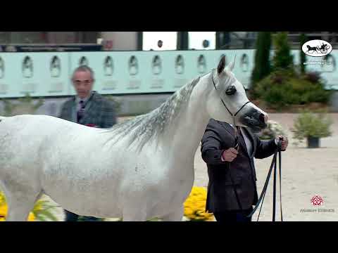 N 30 RADEGONDA BY TRESCA   VERONA 2021 International Cup   Mares 7+ Years Old Class 5