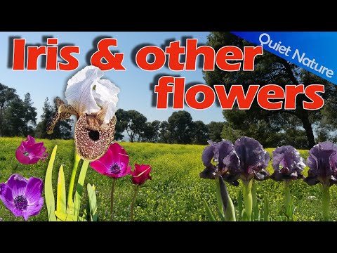 Quiet Nature: Iris and other flower walks