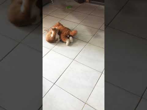 Remus the mingming 😁