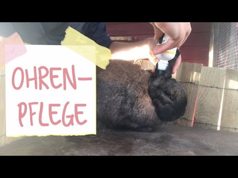 , title : 'Ohrenpflege beim Kaninchen | Ohren richtig spülen/reinigen 🐰👂🏼💧'