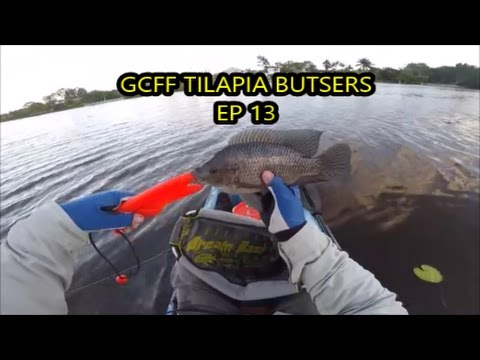 Gold Coast Fishing Fanatics Tilapia Busters Event no 3 Ep 13