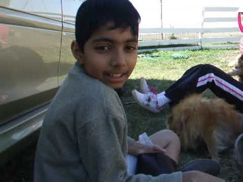 Ben Joseph D'Souza 2008 Sunbury Farm with pups