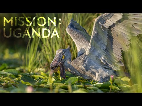 Eines der SELTENSTEN Tiere der Welt: Der Shoebill - Mission: Uganda | Robert Marc Lehmann