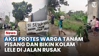 Bogor Hari Ini Aksi Protes Warga Tonjong Bogor, Tanam Pisang dan Bikin Kolam Lele di Jalan Rusak