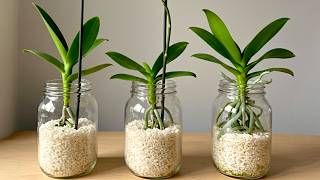 Just pour a cup! Orchid produces new roots and flower clusters immediately