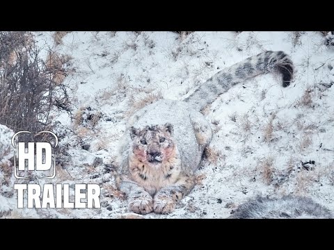 Trailer Der Schneeleopard