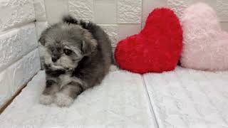 ハーフ犬の動画01