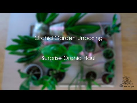 Orchid Garden Unboxing - Surprise Orchid Haul (Subtitles/Legendas)