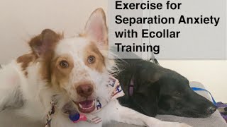 Dog Obedience Exercise to help with Severe Separation Anxiety