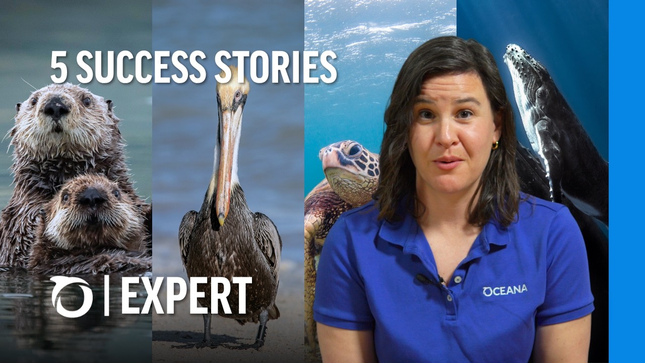 How the Endangered Species Act Saved These Iconic Ocean Animals