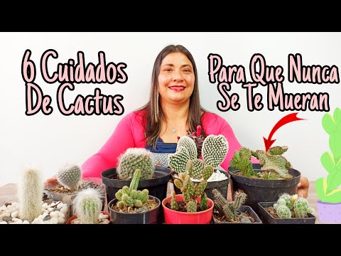 , title : 'COMO CUIDAR CACTUS CORRECTAMENTE | JARDIN DE LA CHITA'