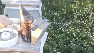 تقوية التقسيمات بعد تلقيح الملكة