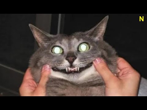 Funniest Dogs And Cats Videos 😅 ~ Best Funny Animal Videos 2023 😇 #322