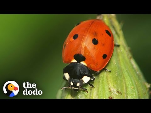 image-Where do ladybugs live in the United States?