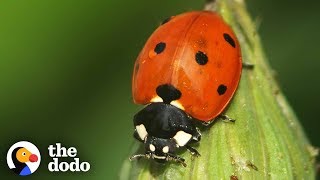The Stunning Life Cycle Of A Ladybug  The Dodo