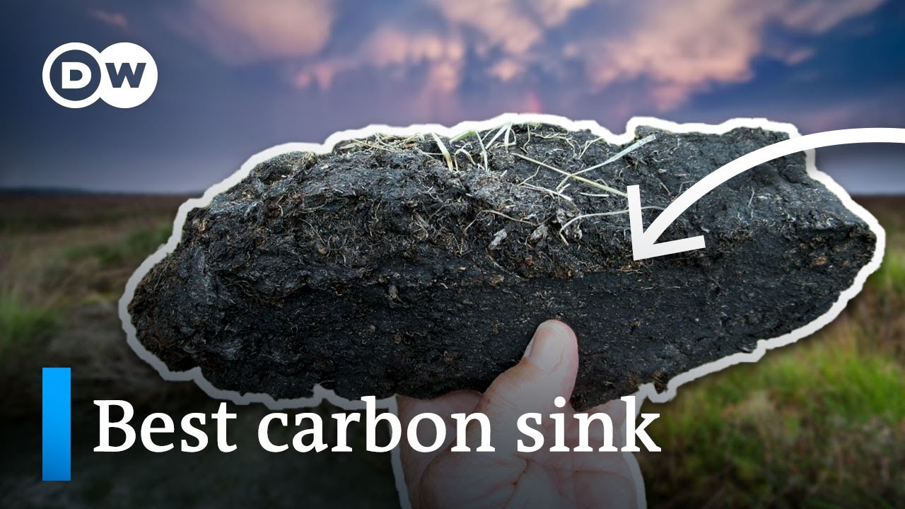 This piece of dirt can suck up LOADS of carbon This piece of dirt can suck up LOADS of carbon