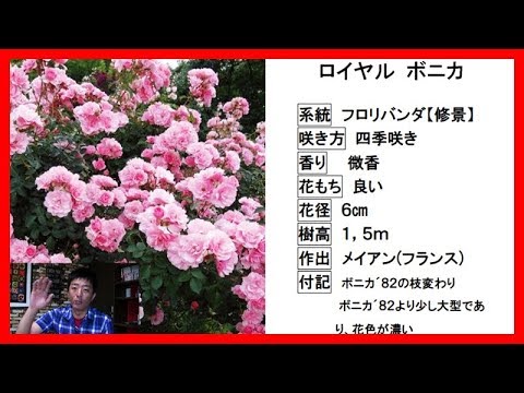 フロリバンダ ローズ 'ボニカ '82' 植物