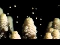 Blue Planet Coral Sea GBR Coral Spawning