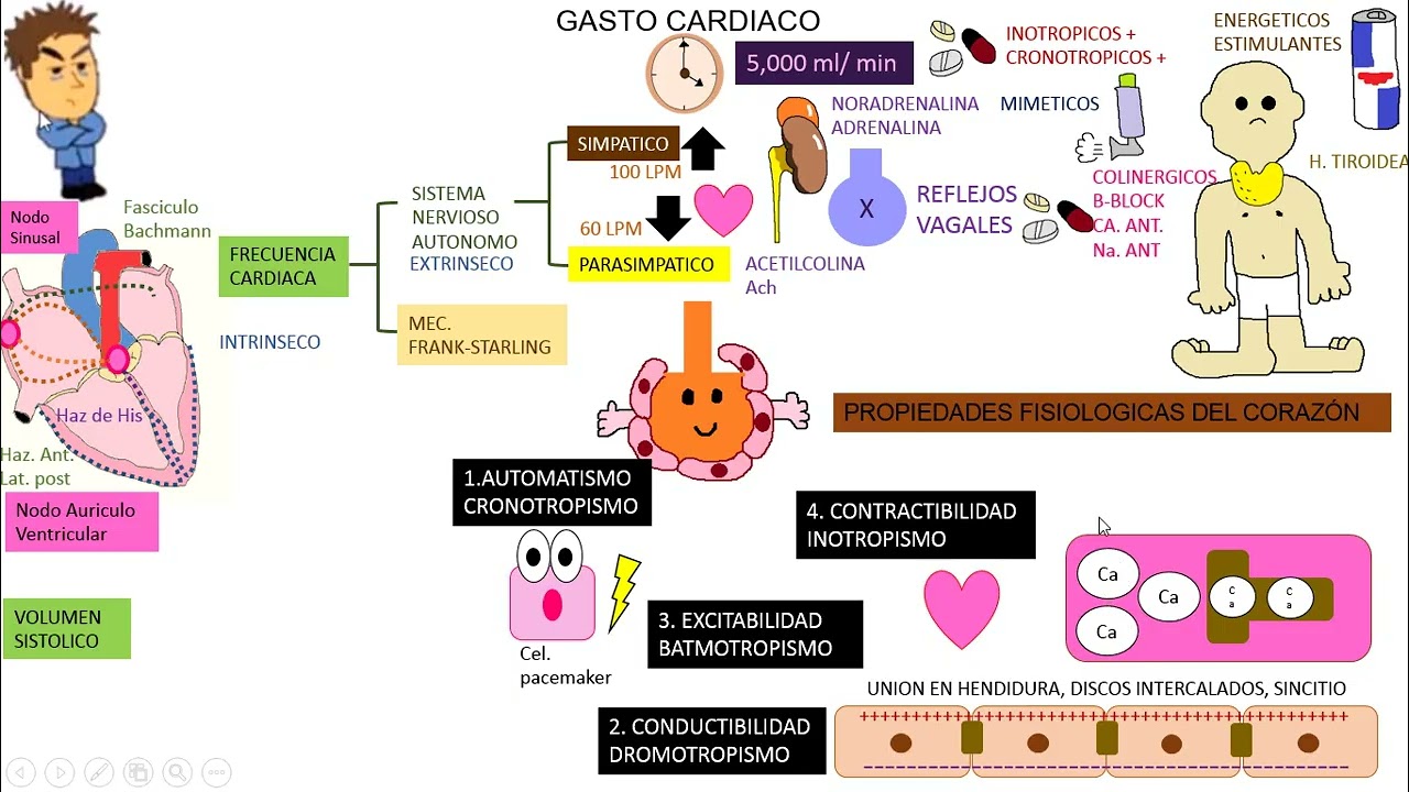 Fisiología clase 12: GASTO CARDIACO, Propiedades fisiológicas del corazón