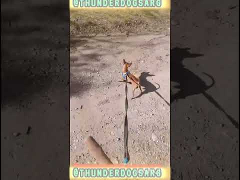 Educando a puki #casagrande #miradacanina #cordoba