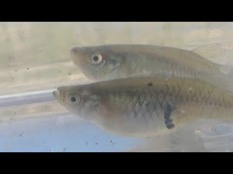 Mosquitofish (Gambusia affinis). ALERT, invasive species! GONZALO.