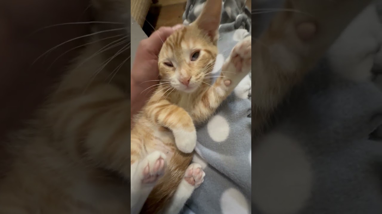 Moe - silly playful loving little sweetheart, a ADOPTABLE Tabby in Neenah, WI video 6/6