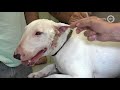 'Honden worden blind door eikenprocessierups'