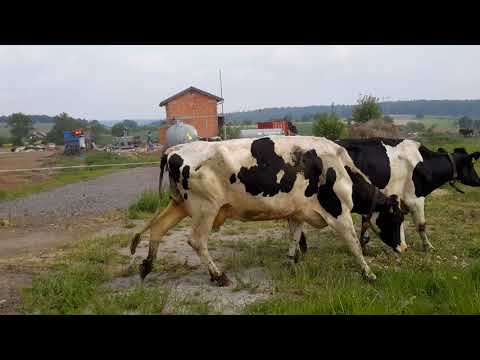 Kuhtänze 2018 in Moosbrunn