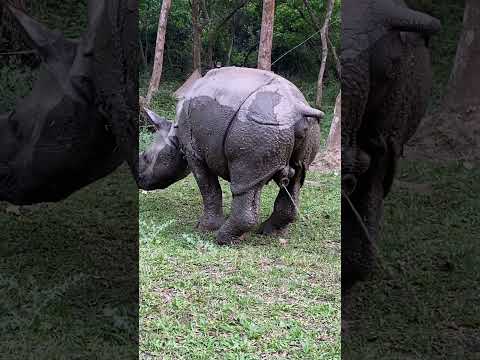 Baby rhino one horn rhino peeing