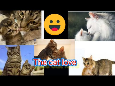 Oh|| Wow the mother love with baby||🐱||