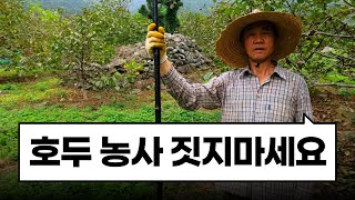 절대 호두 농사 짓지 마세요 ㅣ 호두 농사의 현실 ㅣ 유기농의 허와실