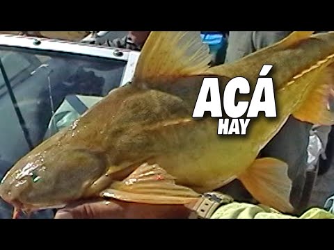 ¿Qué se pesca en Santa Elena, Entre Ríos? 🎣 MIRÁ ESTO antes de venir