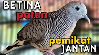 Download lagu Perkutut betina memanggil jantan pasti seketika nyaut mp3