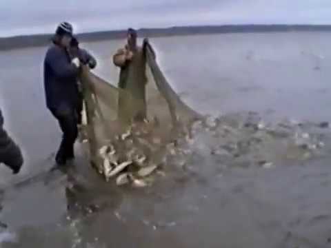 Ловля неводом на енисее Ловля неводом на енисее