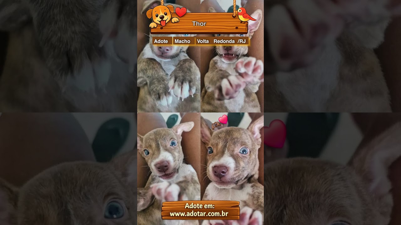 Cachorro raça SRD-ViraLata idade 2 a 6 meses nome Thor