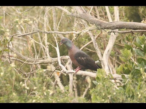 Bolle's Pigeon — Erjos, Tenerife