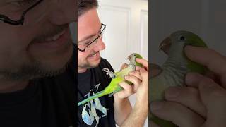 Everything I Taught a Quaker Parrot in 30 Days!