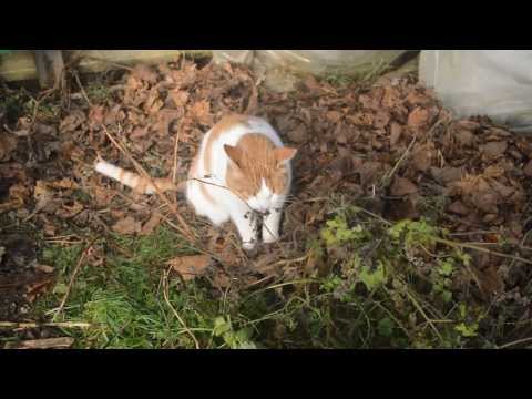 Cutest Cat Addicted To Drugs