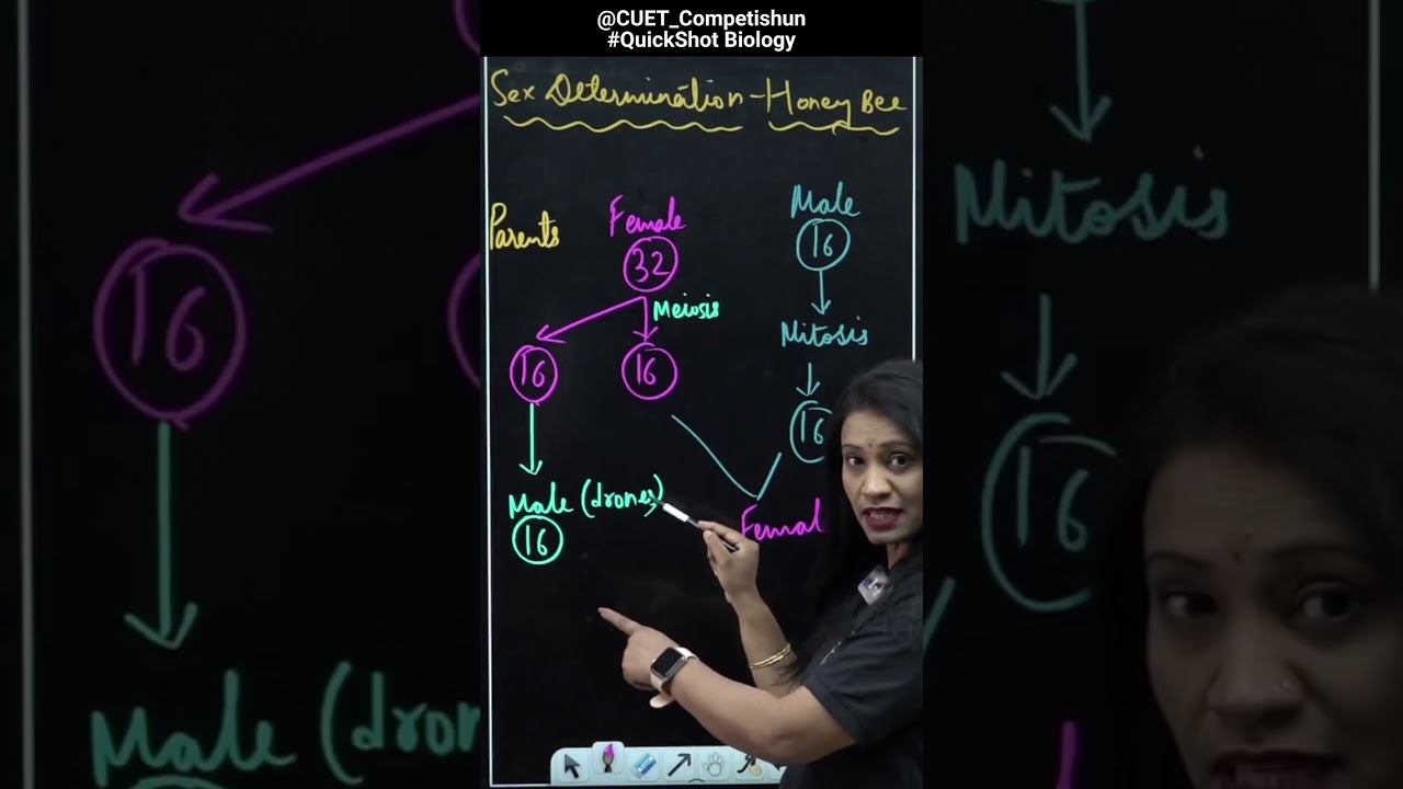 Understand The Complicated Sex Determination In Honey Bees With QuickShot Biology |#shorts #cuet2023
