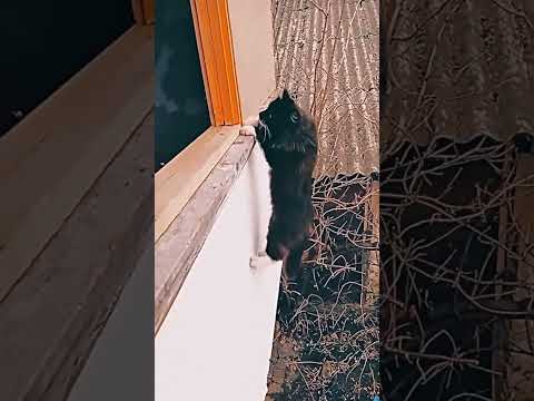 Naughty cats | A lot of positive - playful Cat Fails || Funny naughty cat moments