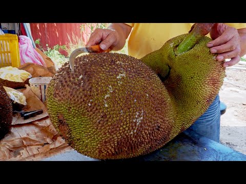 World's Largest Fruit！Fresh Jackfruit Harvesting and Cutting Skills / 世界最大水果！巨大波羅蜜採收和切割技巧