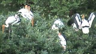 preview picture of video 'Birds Sanctuary - Vedanthangal'