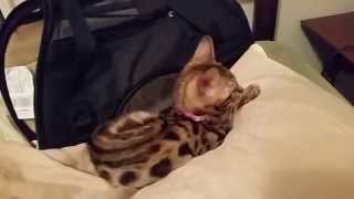 Baby Bengal Kitten - 10 Weeks Old - 1st Day Home - Finally out of Carrier!