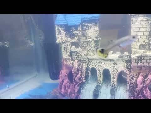 What happen to this Fish Is it going to DIE