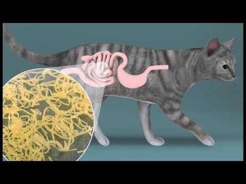 Gastrointestinal Diseases in Cats - GI Parasites